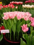[Huis ten Bosch 2006_0205Image0034.JPG]